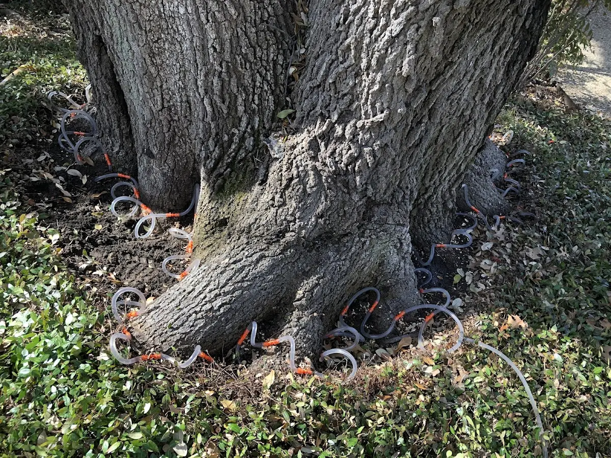 Detailed Tree Cabling and Bracing job site in Boynton Beach