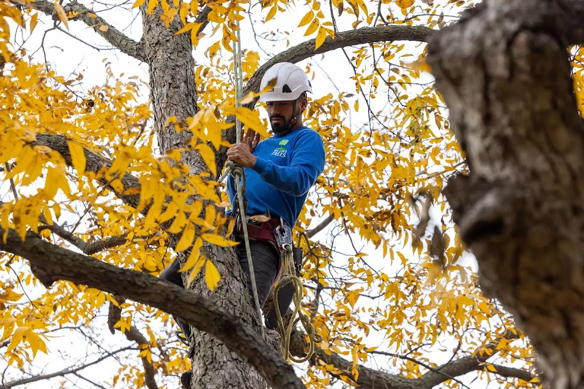 Skilled Tree Trimming crew working in Boynton Beach